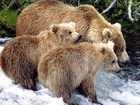 Rodzina, Niedźwiedzi, Rzeka