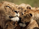 Lwica, Młode, Rodzinka