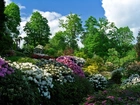 Park, Kwiaty, Rododendron
