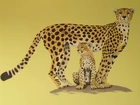 Gepard, Cętki, Rysunek