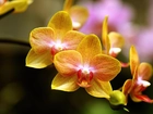 Orchidea, Żółte, Kwiaty