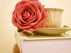 Różowa, Róża, Filiżanka, Książka