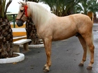 Koń, Palomino