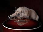 Smutny, Pies, Labrador, Gitara