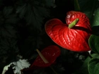 Kwiat, Czerwone, Anturium