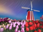 Wiatrak, Pole, Tulipanów, Holandia