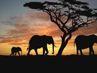 Słonie, Zachód, Słońca, Baobab