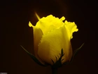 Żółta, Róża, Kwiat
