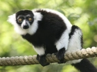 Lemur, Na, Linie