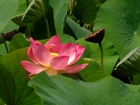 Kwiat Lotosu