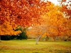Drzewa, Jesień, Liście