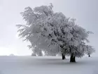 Zima, Ośnieżone, Drzewa, Śnieg