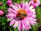 Pszczoła, Na, Różowym, Astrze