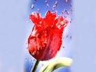 Czerwony, Tulipan, Deszcz