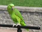Zielona, Papuga, Drążek
