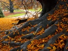 Jesień, Drzewo, Korzenie, Liście