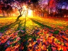 Drzewa, Liście, Jesień, Przebijające, Światło
