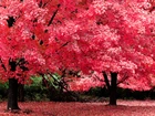 Park, Drzewa, Liście, Kolorowe, Jesień