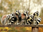 Rodzina, Lemurów