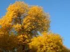 Jesień, Żółte, Liście