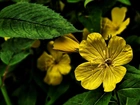 Zielone, Liście, Żółte, Kwiaty