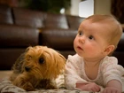 Dziecko, Piesek, Yorkshire Terrier