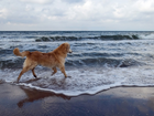 Pies, Morze, Horyzont