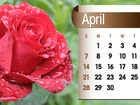 Kalendarz, Róża, Kwiecień, 2013r