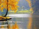 Park, Woda, Kaczki, Drzewa, Jesień