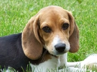 Beagle, Trawa
