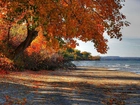 Drzewo, Morze, Jesień