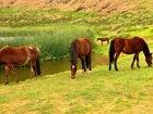 Konie, Jezioro, Trawa