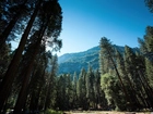 Góry, Las, Narodowy Park, Yosemite
