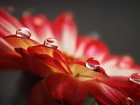 Krople, Deszczu, Kwiat, Czerwony