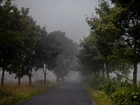 Droga, Mgła, Drzewa, Zarośla