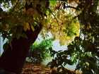 Jesień, Drzewa, Liście, Jezioro