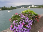 Rzeka, Vienne, Kwiaty, Panorama, Francja
