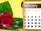 Kalendarz, Róża, Luty, 2013r