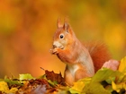 Wiewiórka, Liście, Jesień