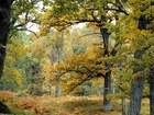 Las, Drzewa, Paprocie, Jesień