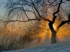 Drzewo, Śnieg, Sitowie, Zachód Słońca