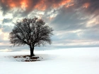 Drzewo, Zachód, Słońca, Śnieg, Zima