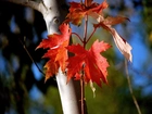 Drzewo, Kolorowe, Liście, Jesieni