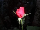 Rozkwitająca, Róża