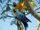 Dwie, Papugi, Ara, Drzewo