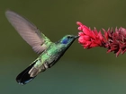 Koliber, Kwiat