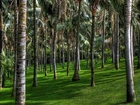 Palmowy, Park, Wyspy Kanaryjskie