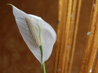 Biały, Kwiat, Skrzydłokwiat