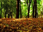 Kolorowe, liście, Jesieni, Zielone, Drzewa, Park