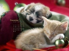 Pies, Kot, Kalendarz, Siberian Husky